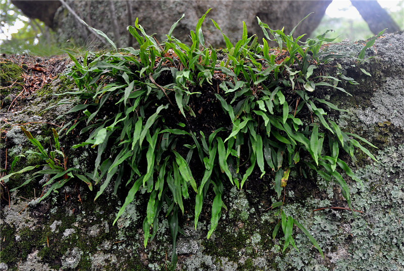 Image of Lepisorus ussuriensis specimen.