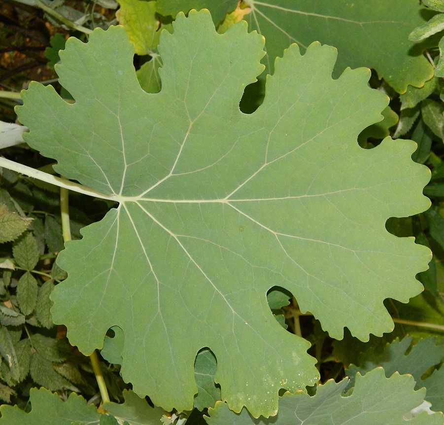 Изображение особи Macleaya microcarpa.