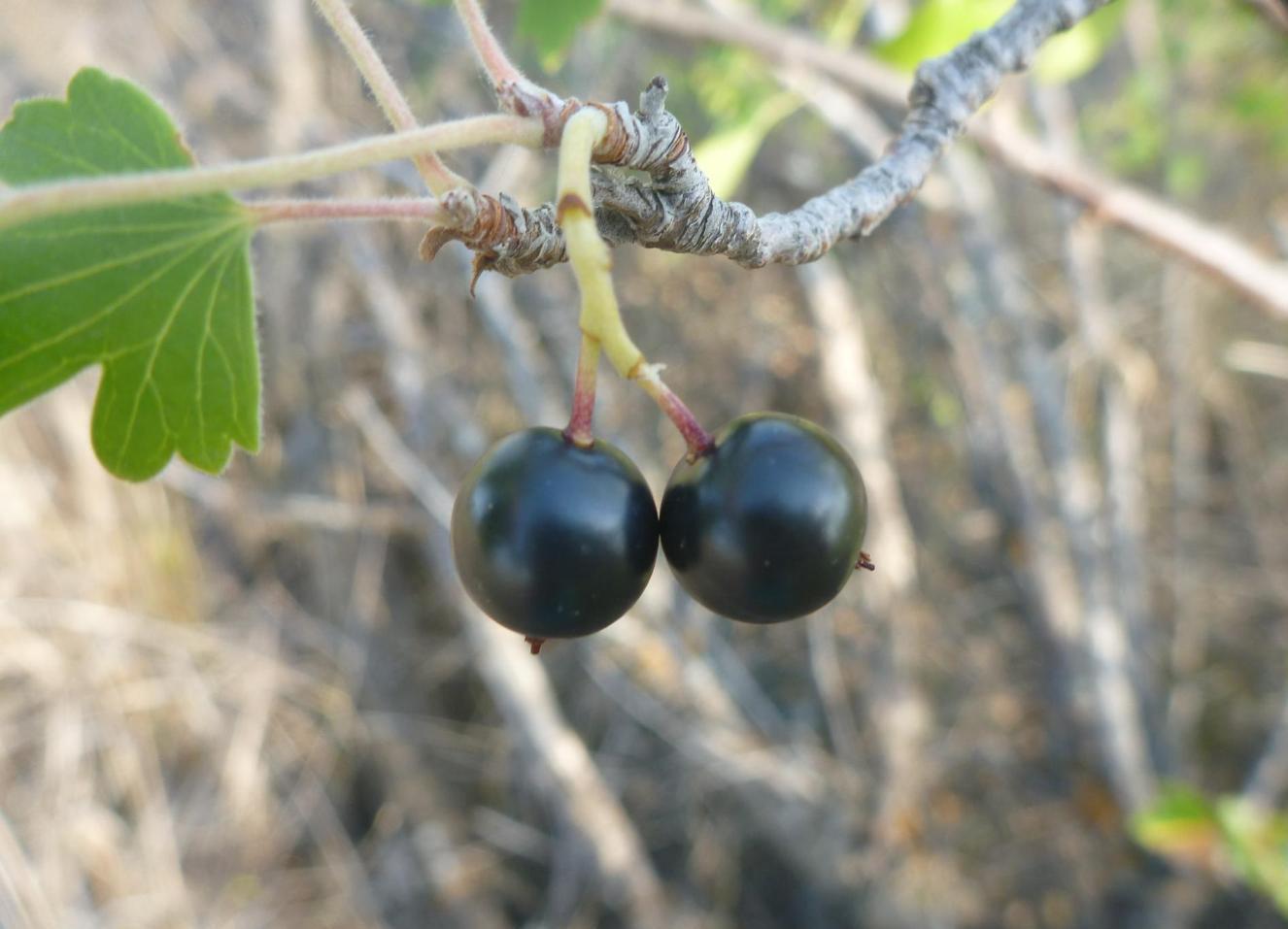 Изображение особи Ribes aureum.