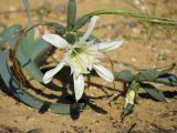 Pancratium sickenbergeri