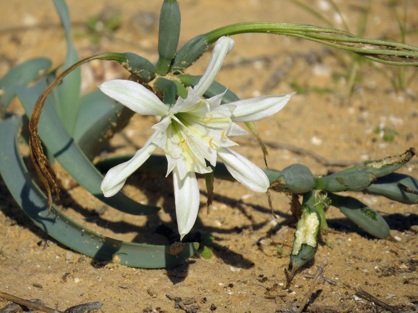Image of Pancratium sickenbergeri specimen.