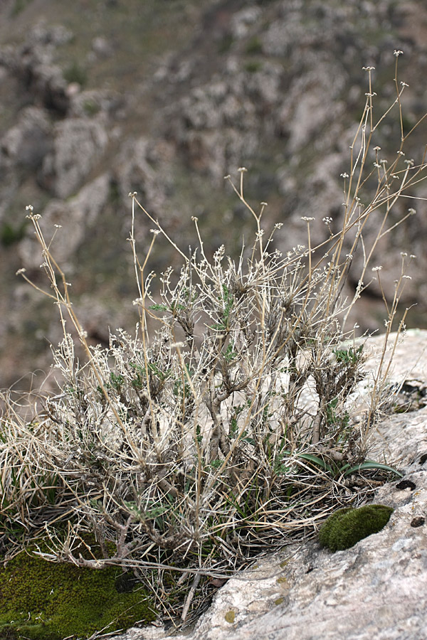 Image of Seseli marginatum specimen.