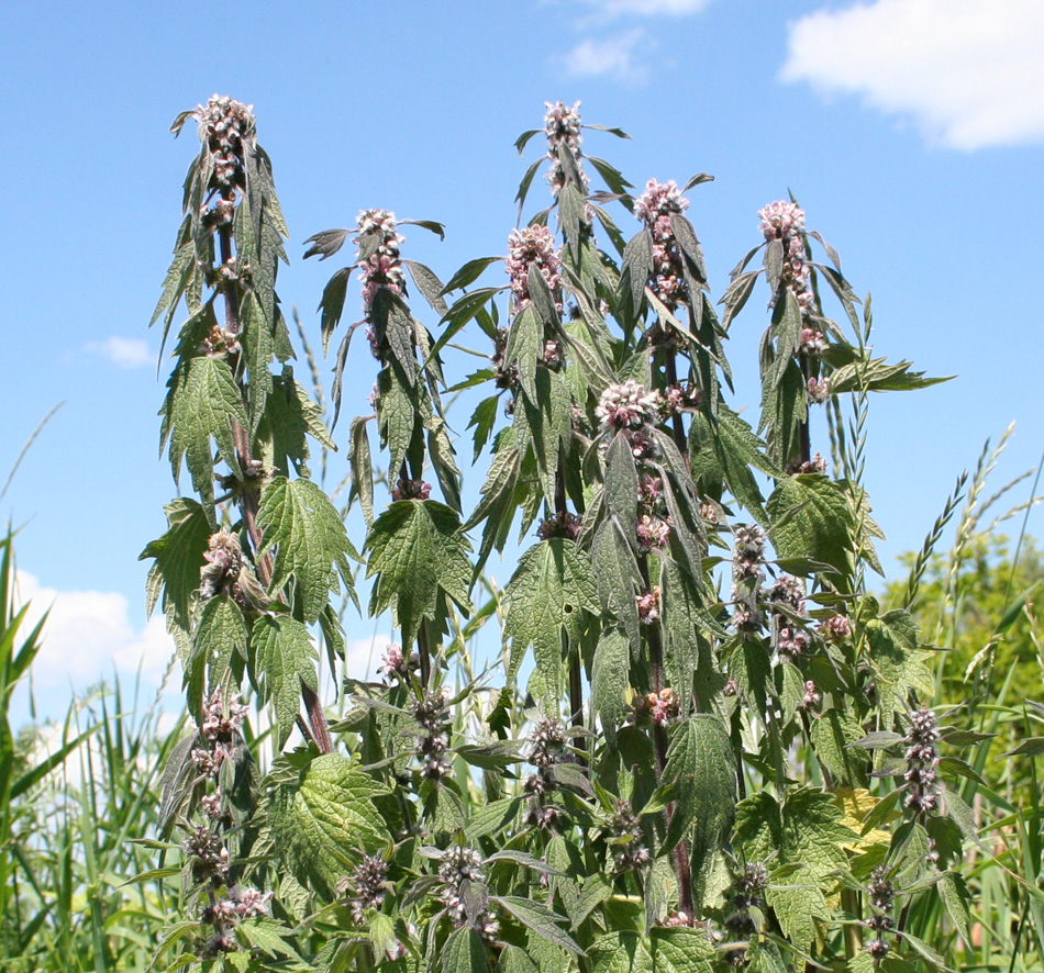 Изображение особи Leonurus quinquelobatus.