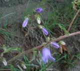 Campanula longistyla. Часть цветущего растения. Абхазия, Гудаутский р-н, приморский обрыв. 09.06.2012.