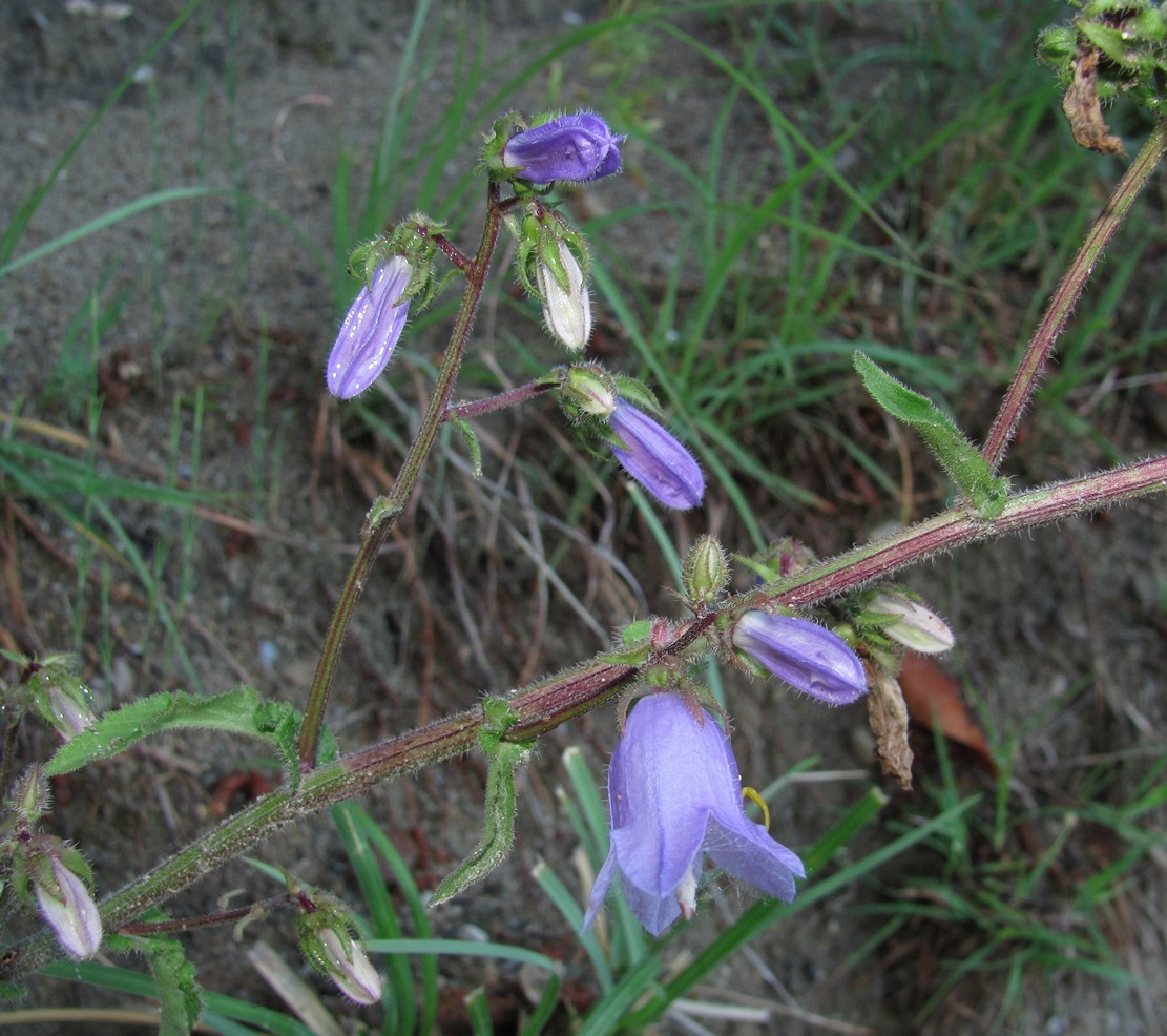 Image of Campanula longistyla specimen.