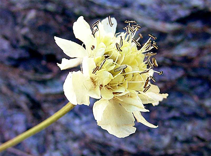 Image of Cephalaria dagestanica specimen.