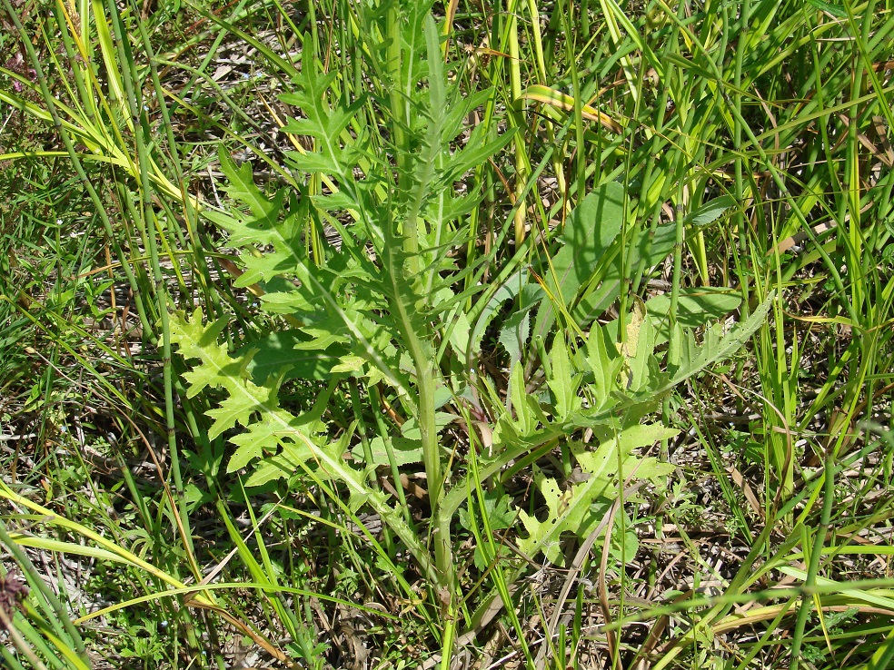 Изображение особи Cirsium pendulum.