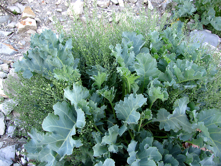 Image of Crambe maritima specimen.