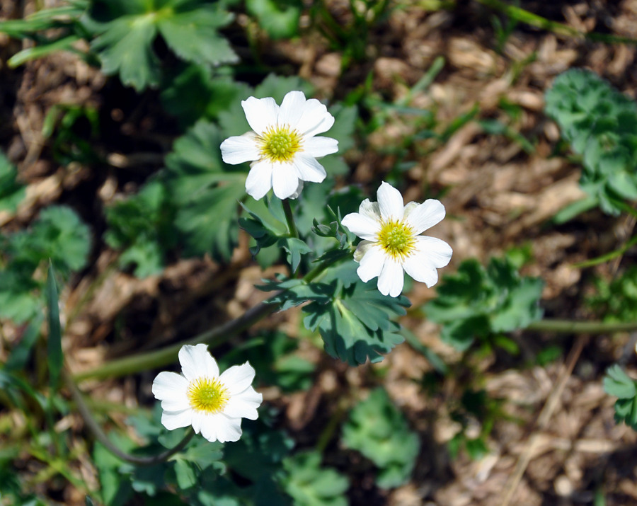 Изображение особи Callianthemum sajanense.