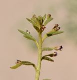 Cleome amblyocarpa