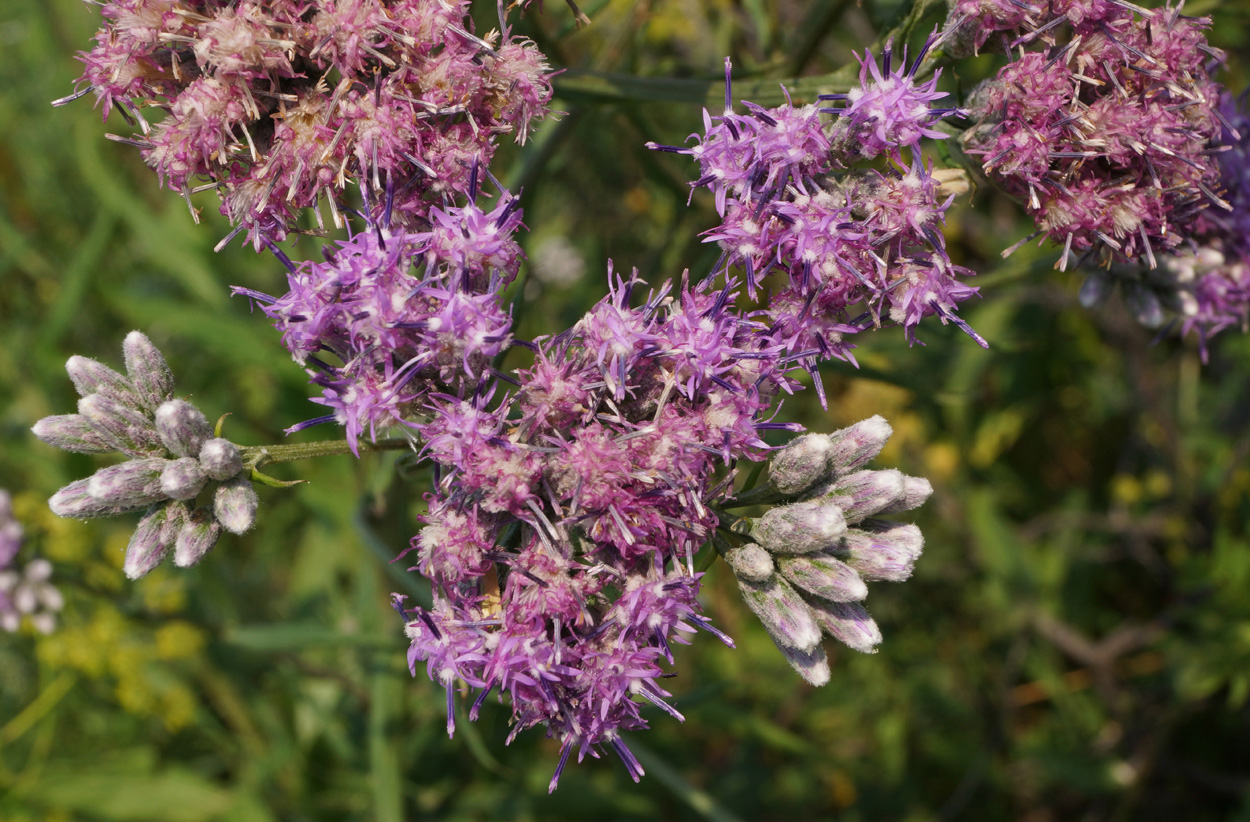 Изображение особи Saussurea elata.