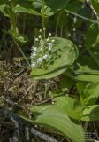 Maianthemum dilatatum