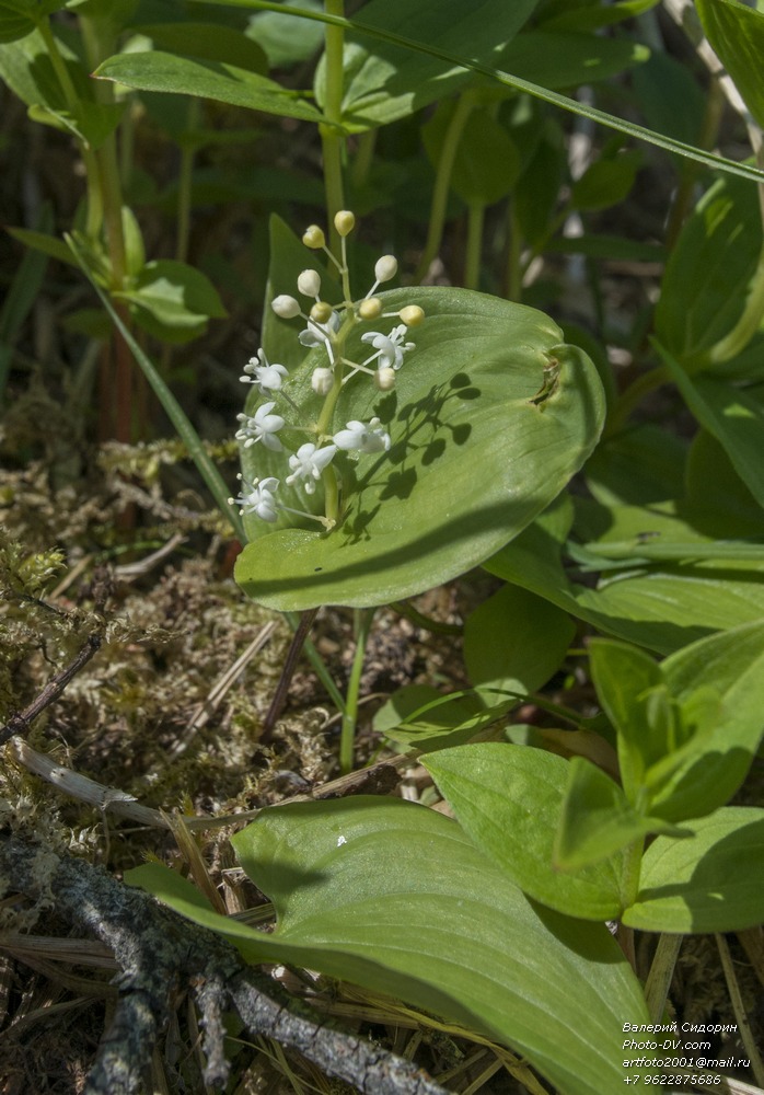 Изображение особи Maianthemum dilatatum.