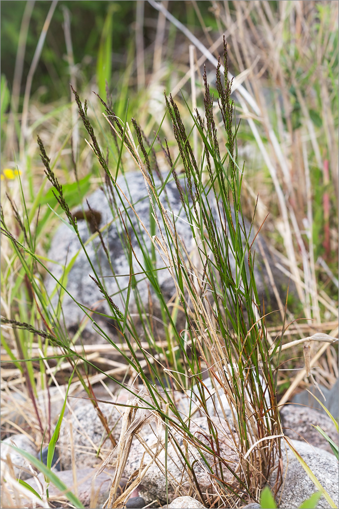 Image of Poa palustris specimen.