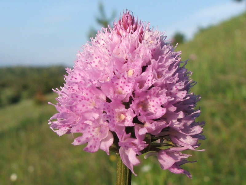 Image of Traunsteinera globosa specimen.