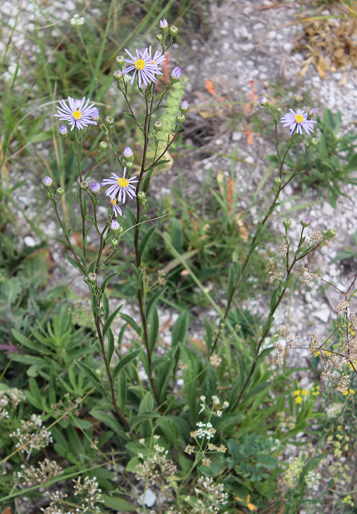 Image of Aster amellus specimen.