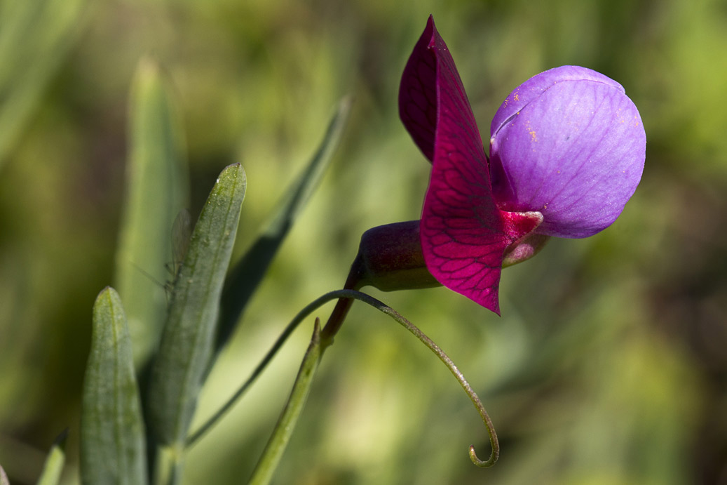 Изображение особи Lathyrus clymenum.