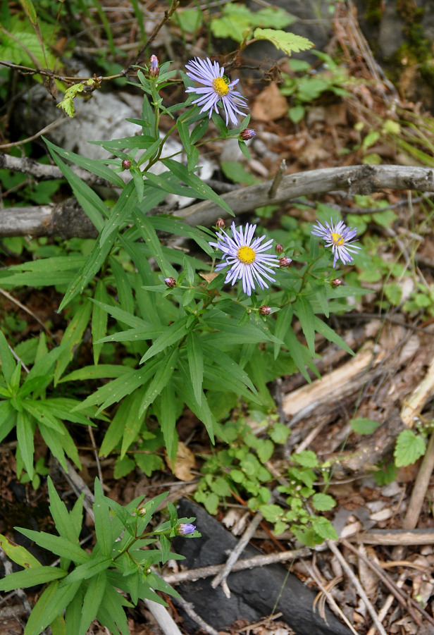 Изображение особи Aster maackii.