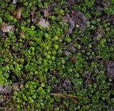 Veronica filiformis. Перезимовавшее растение. Пермский край, г. Пермь, Кировский р-н, Ласьвинские хутора, садовый участок, сорное. 17.04.2016.