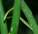 Image of taxon representative. Author is Татьяна Мальчинская