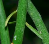 Euphorbia tirucalli