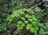 Aralia continentalis. Плодоносящее растение. Приморье, Хасанский р-н, п-ов Гамова, окр. мыса Гамова, широколиственный лес. 28.08.2015.