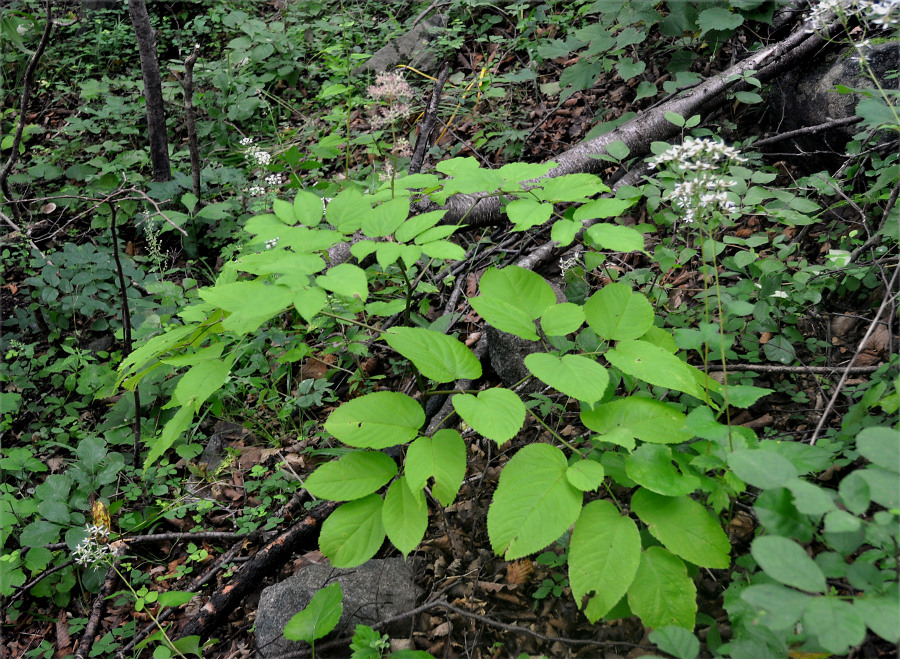 Изображение особи Aralia continentalis.