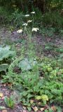 Tripleurospermum inodorum. Цветущее растение. Челябинская обл., окр. г. Челябинск, Золотая горка, берёзовый лес, обочина дороги. 24.08.2015.