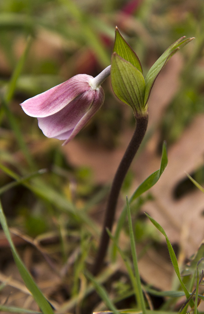 Изображение особи Anemone pavonina.