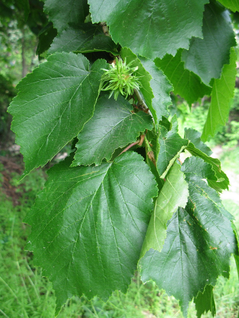 Изображение особи Corylus colurna.