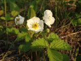 genus Fragaria