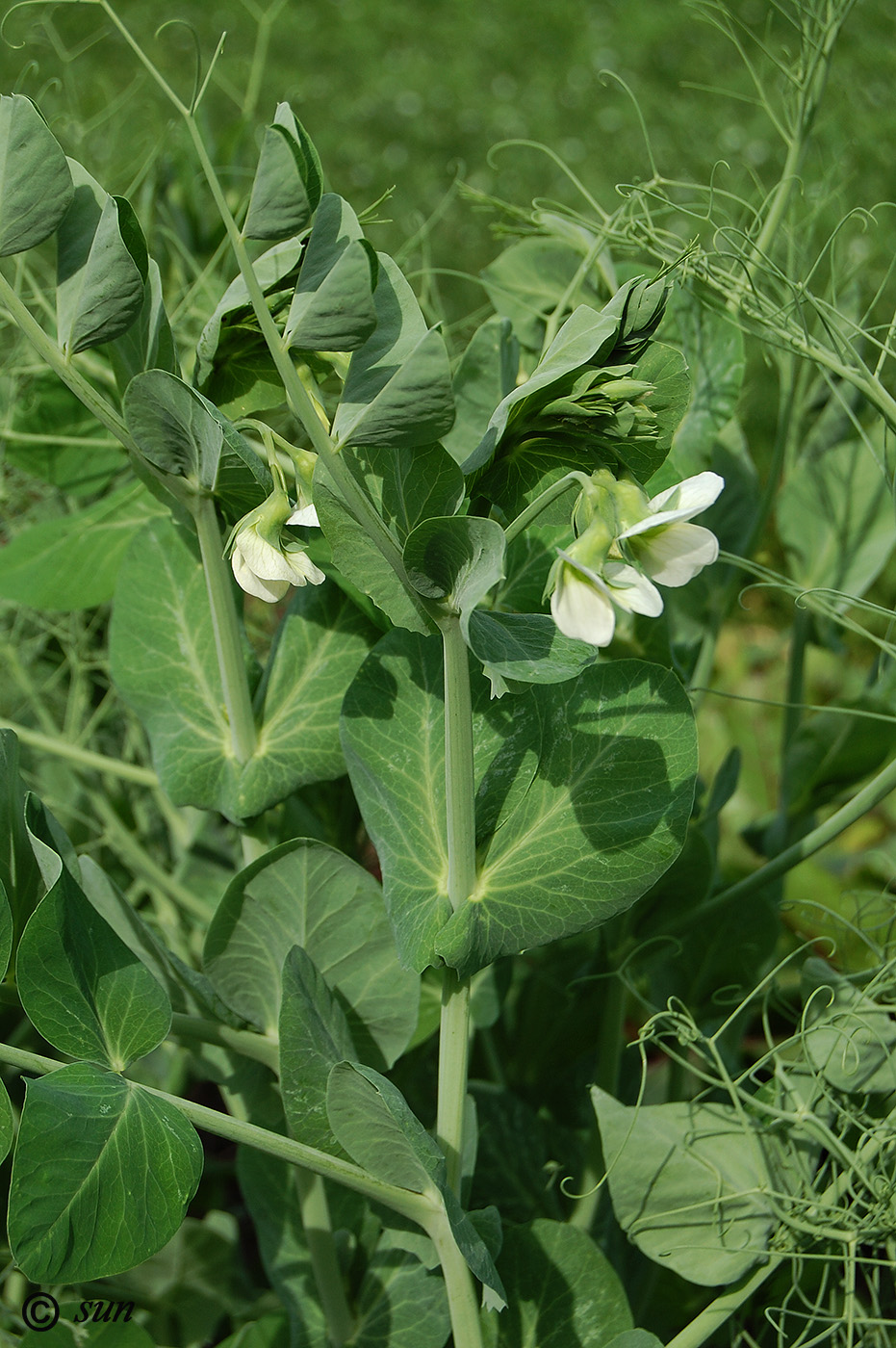 Изображение особи Pisum sativum.