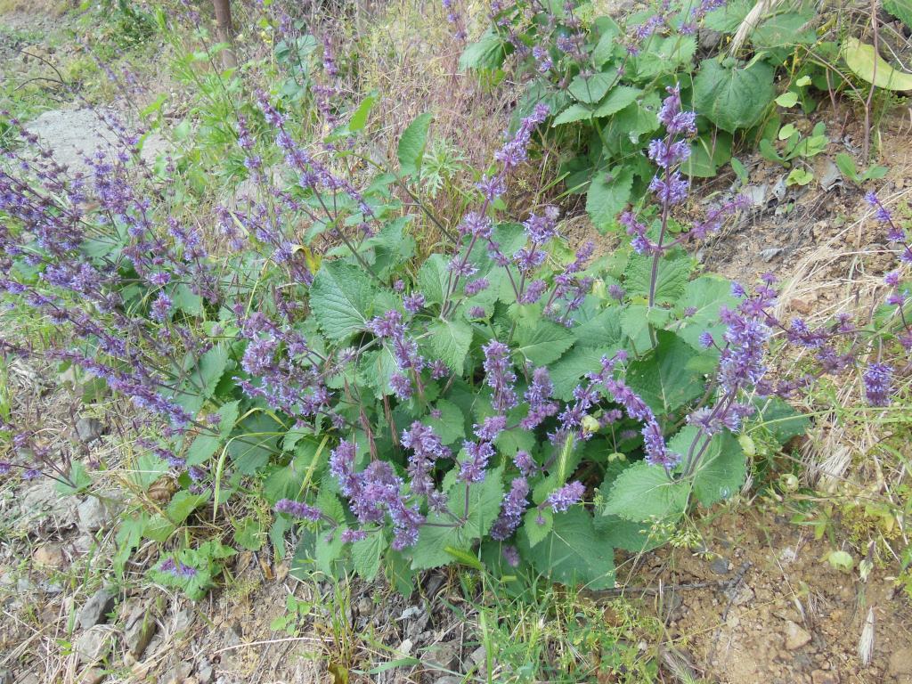 Image of Salvia verticillata specimen.