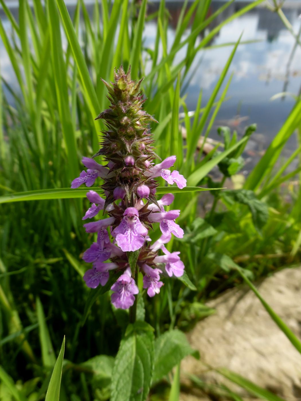 Изображение особи Stachys palustris.