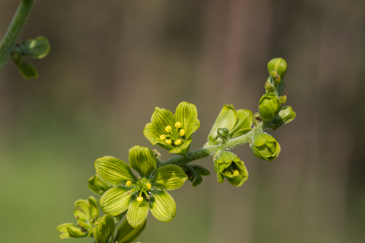 Image of Veratrum lobelianum specimen.