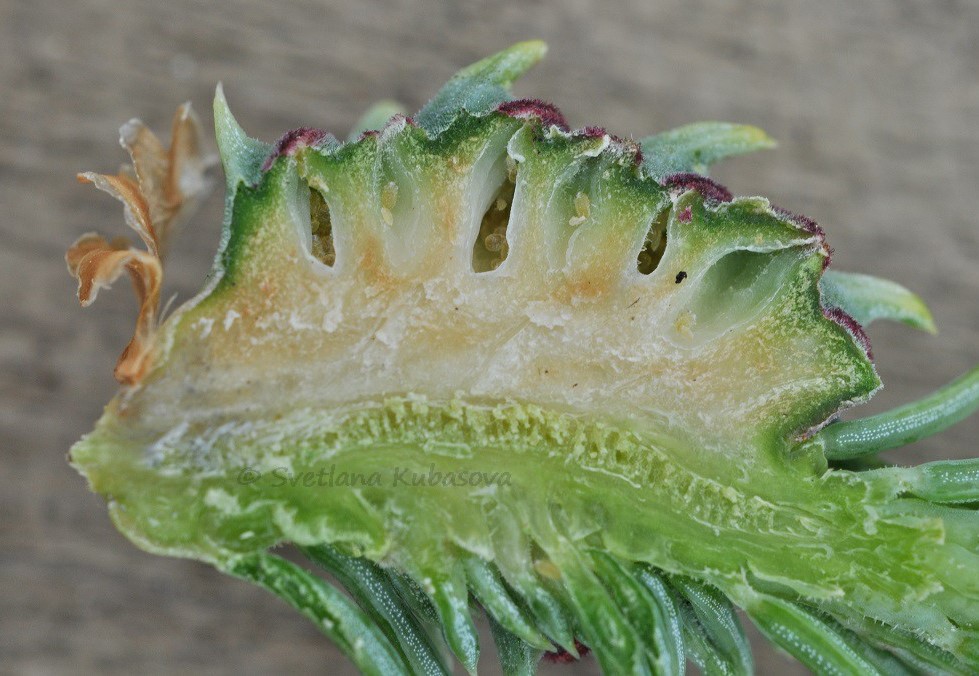 Изображение особи Picea obovata.