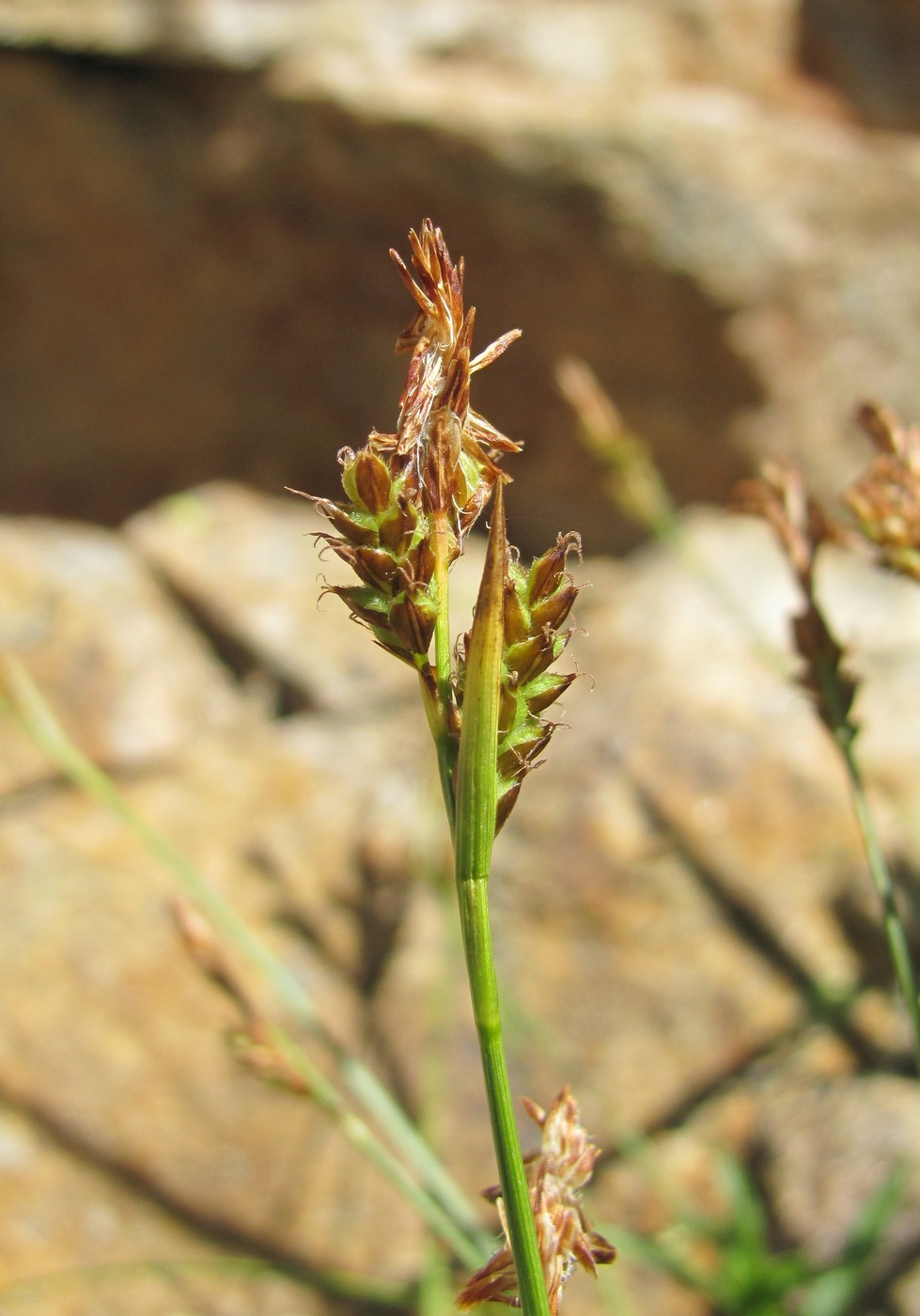 Изображение особи род Carex.