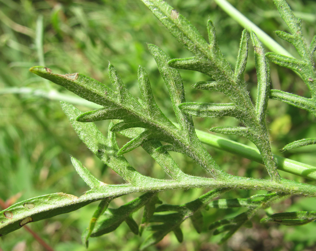 Image of Scabiosa bipinnata specimen.