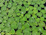 Nymphoides peltata