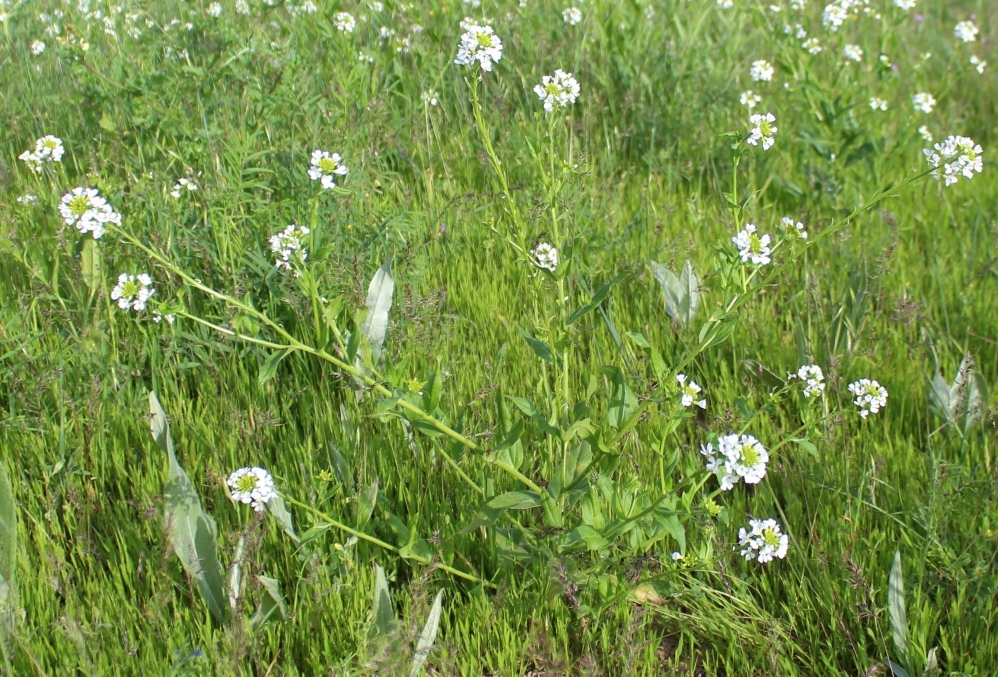 Image of Cryptospora omissa specimen.