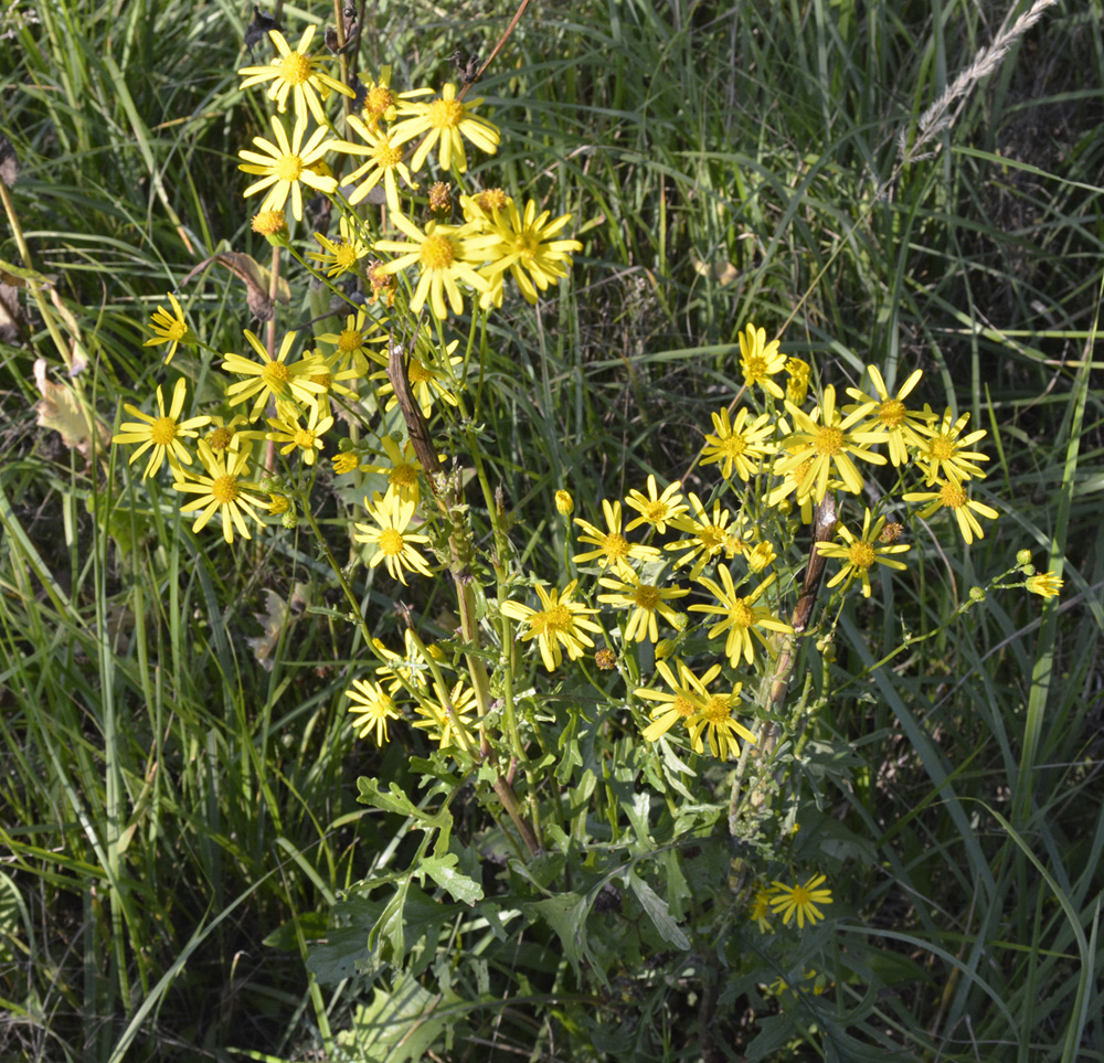 Image of Senecio jacobaea specimen.