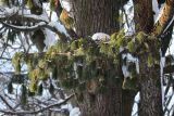 Pinus strobus. Нижняя ветвь взрослого дерева. Санкт-Петербург, г. Ломоносов, в посадке. 14.02.2010.