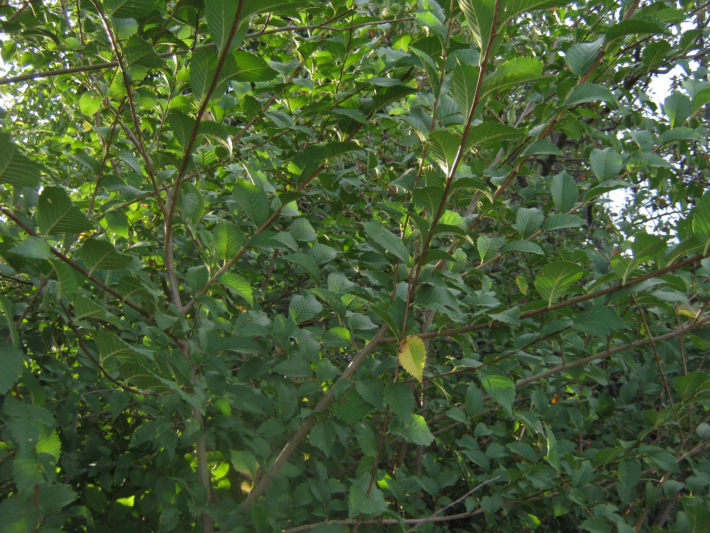 Изображение особи Ulmus pumila.