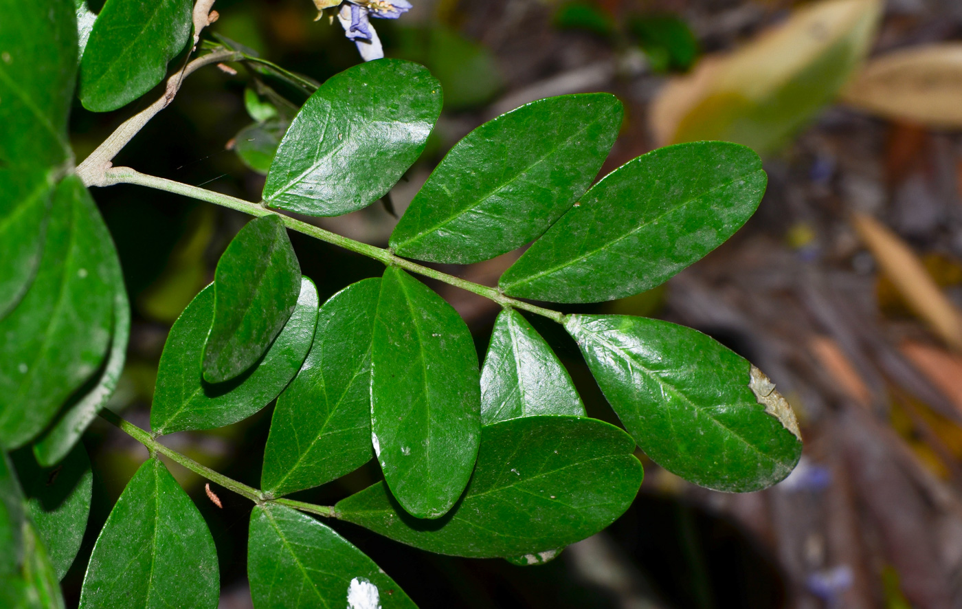 Image of Sophora secundiflora specimen.