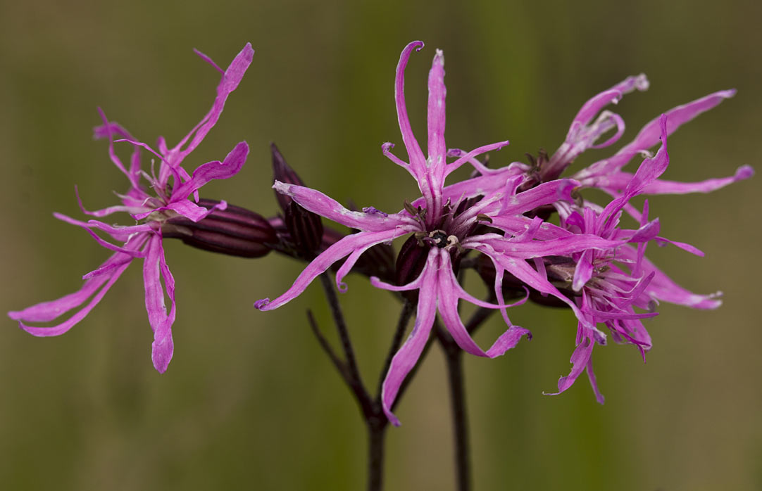 Изображение особи Coccyganthe flos-cuculi.