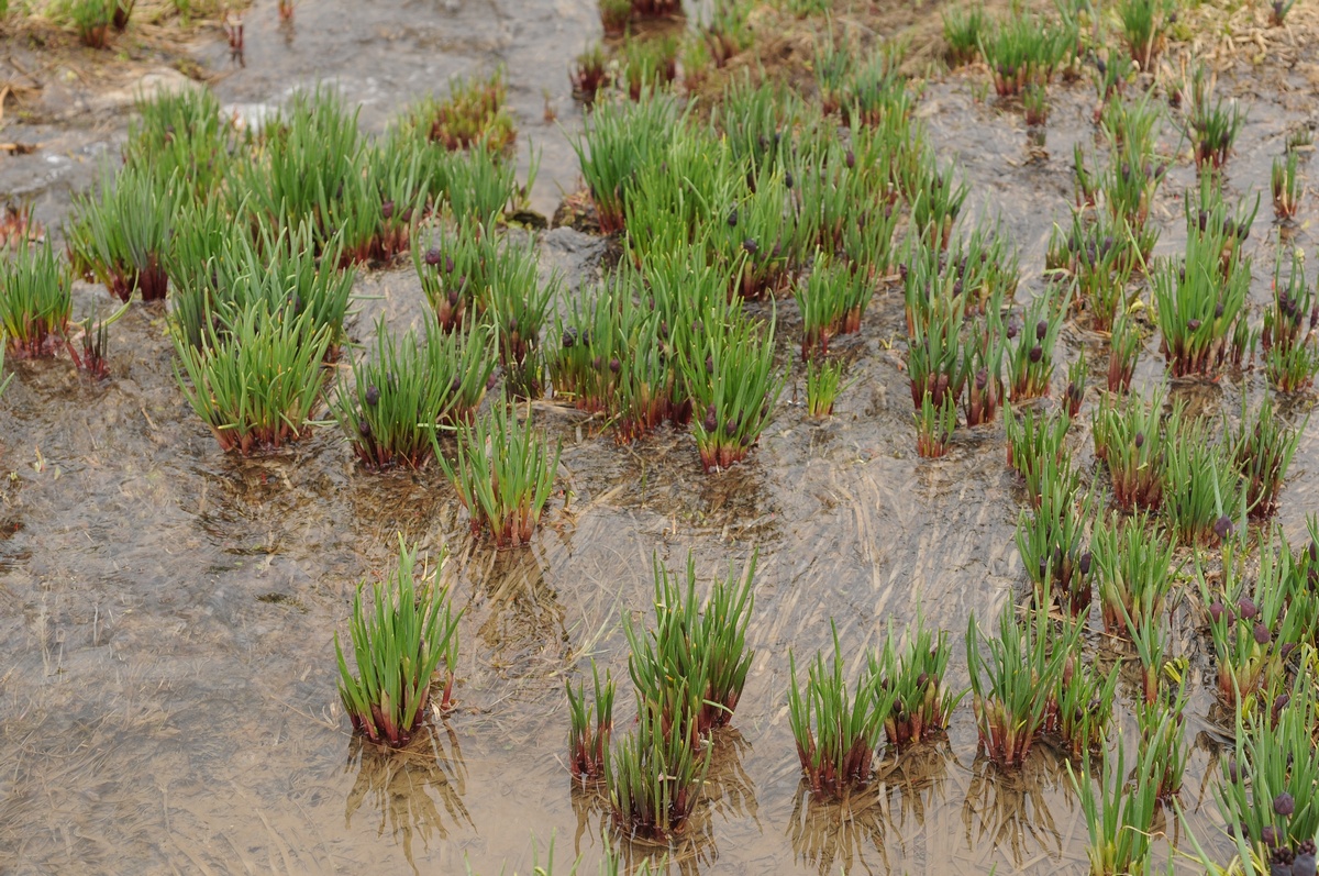 Изображение особи Allium atrosanguineum.