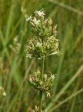 Silene sibirica