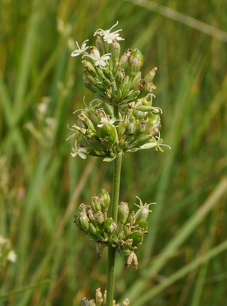 Изображение особи Silene sibirica.