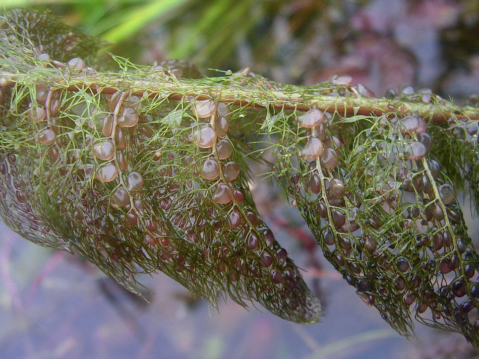 Изображение особи Utricularia macrorhiza.