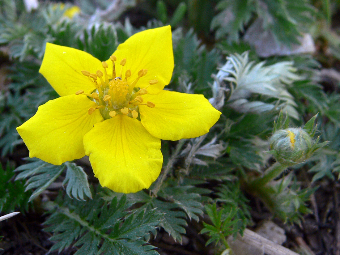 Изображение особи Potentilla anserina.